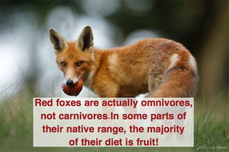 A red fox eating fruit.