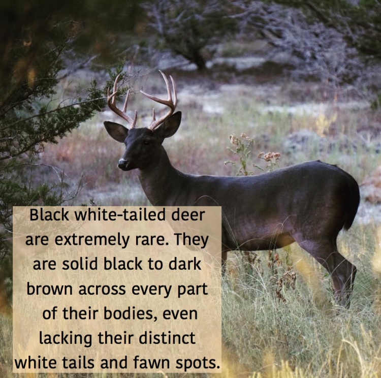 A beautiful black buck.