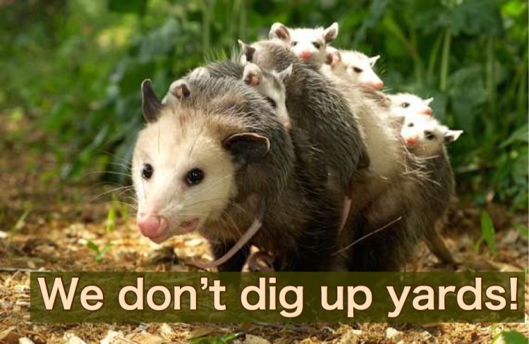 Opossums don’t damage lawns.