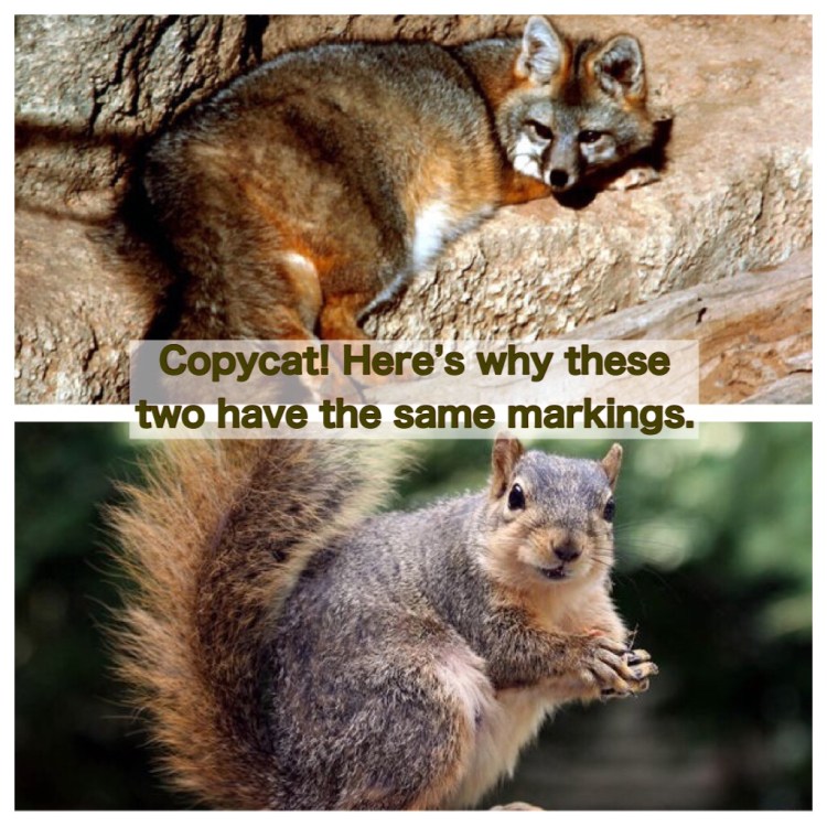 The markings of grey foxes and fox squirrels are noticeably similar.