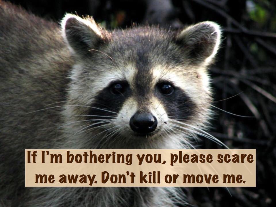 Don’t Relocate Raccoons! – For Fox Sake Wildlife Rescue