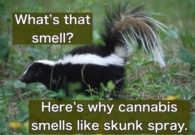 cigarettes that smell like skunk Why Do Skunks Smell Like Weed? – For Fox Sake Wildlife Rescue