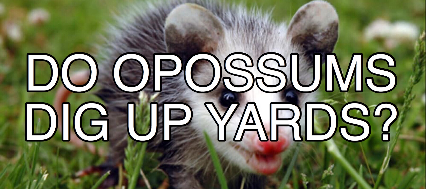 Opossums Don???t Dig Up Yards For Fox Sake Wildlife Rescue