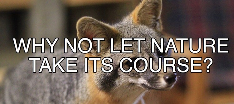 Nature Refusing The Line Why not let nature take its course? – For Fox Sake Wildlife Rescue