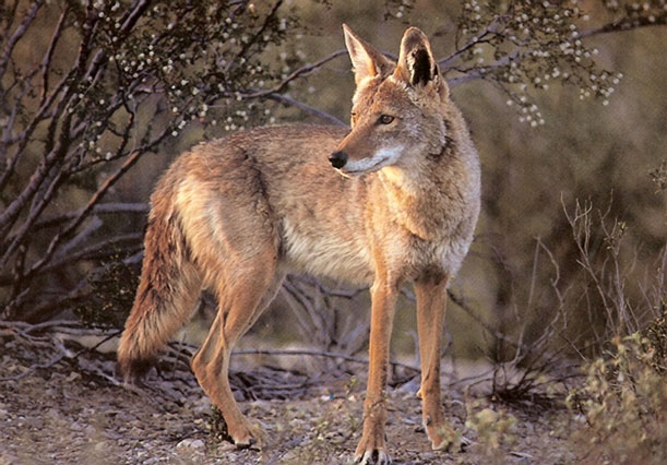 A coyote, Canis latrans.