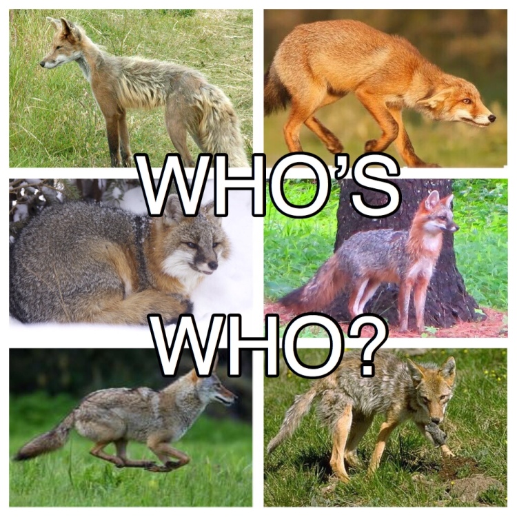 How to tell the difference between red foxes, grey foxes, and coyotes.