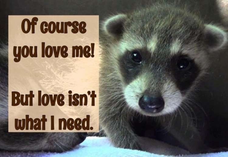 Wild Animals Don’t Need Love