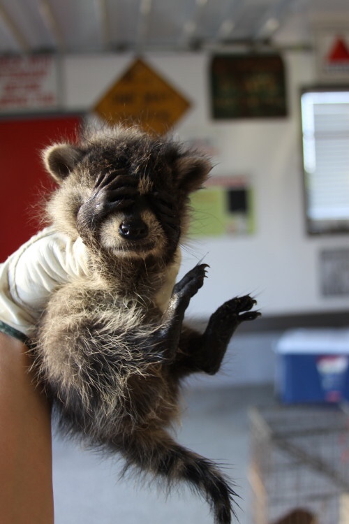 A raccoon covering its eyes to hide.