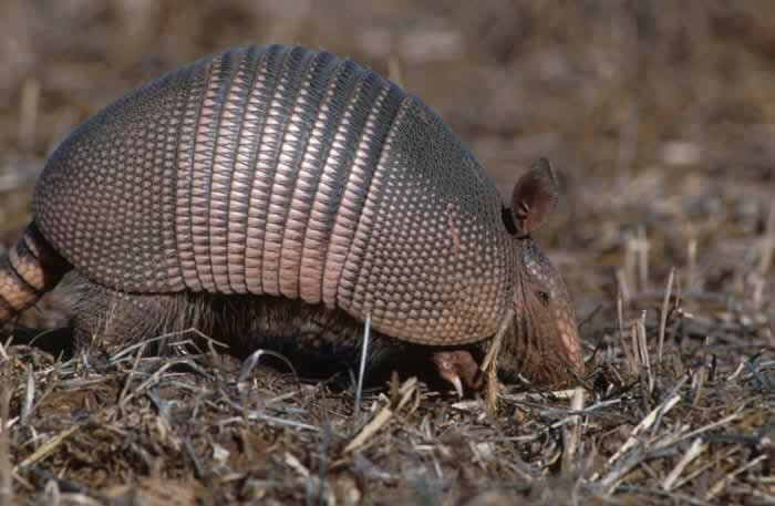 A nine-banded armadillo.