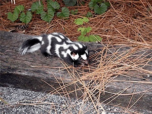 An eastern spotted skunk.