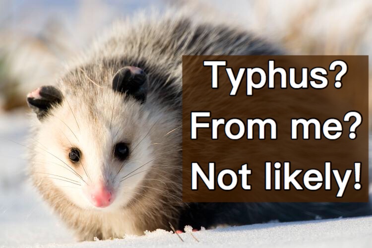 Typhus? From me?