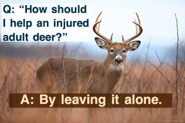 How should I help an injured adult deer? By leaving it alone!