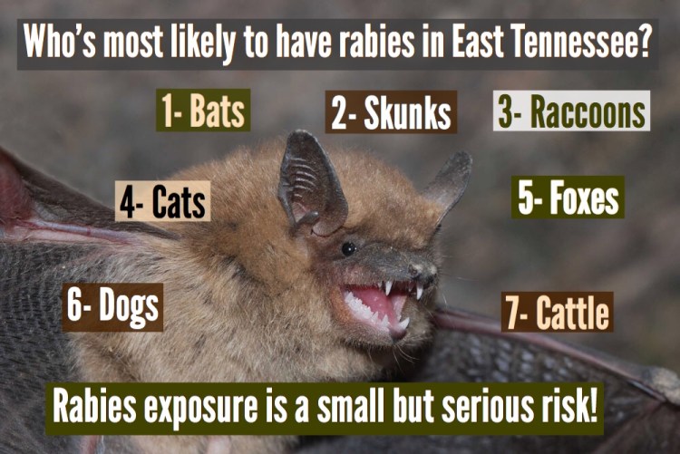 Bats, skunks, raccoons, cats, foxes, dogs, and cattle are the most likely animals to have rabies in East Tennessee.