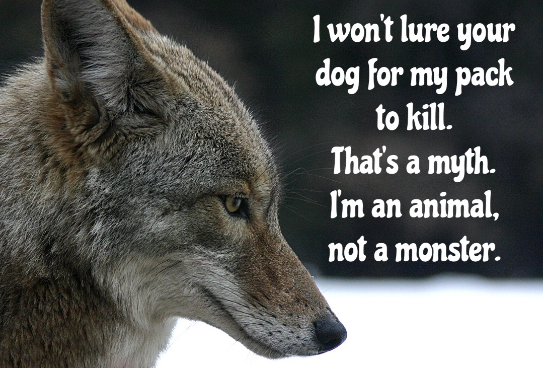 Do Coyotes Lure and Kill Dogs? – For Fox Sake Wildlife Rescue