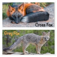 Difference Between Gray Fox And Red Fox