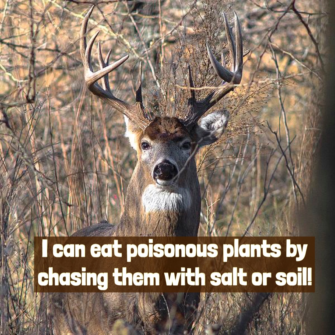 View of Deer Can Eat Poisonous Plants – For Fox Sake Wildlife Rescue