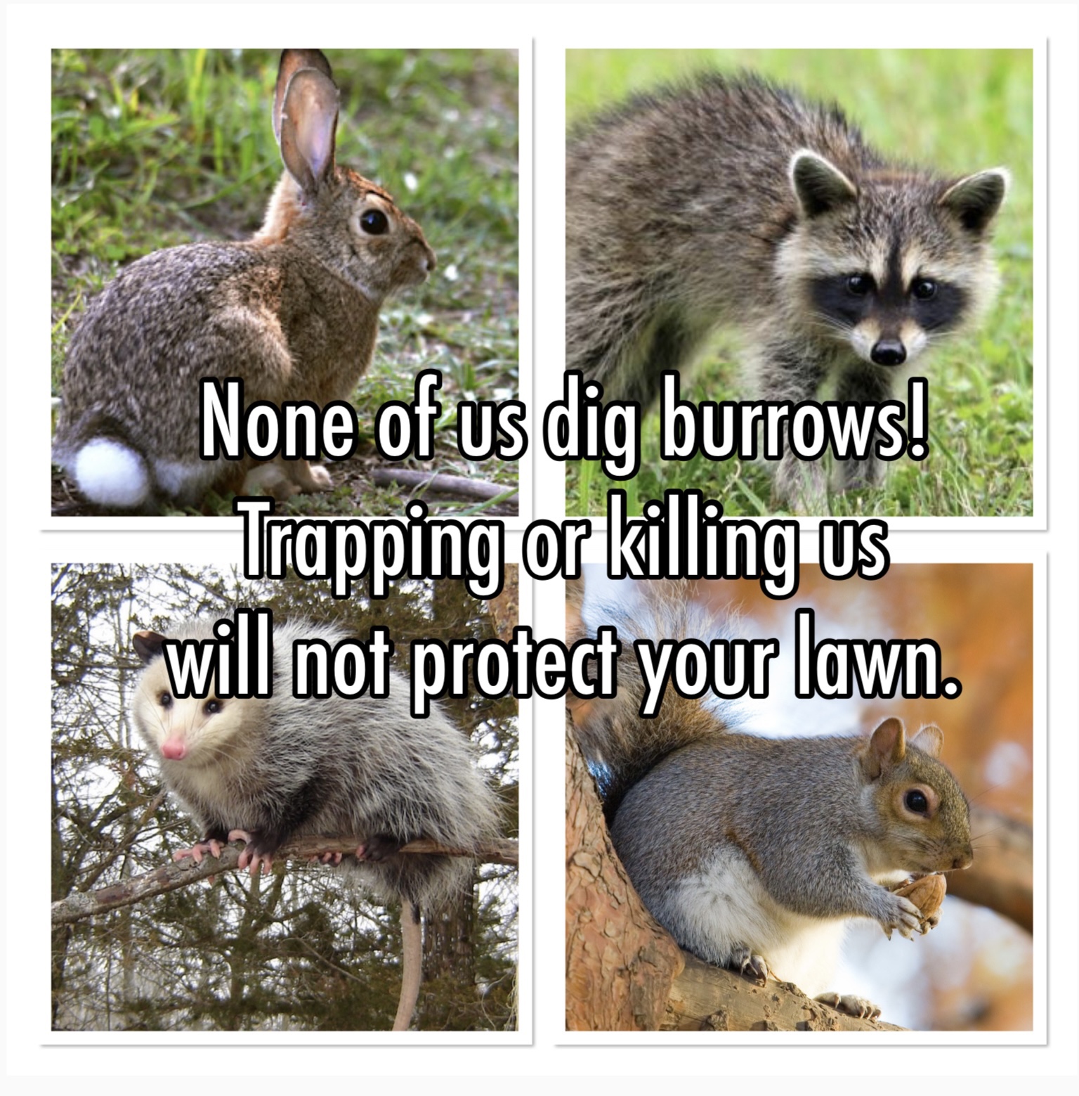 These Animals Don’t Dig Burrows! For Fox Sake Wildlife Rescue