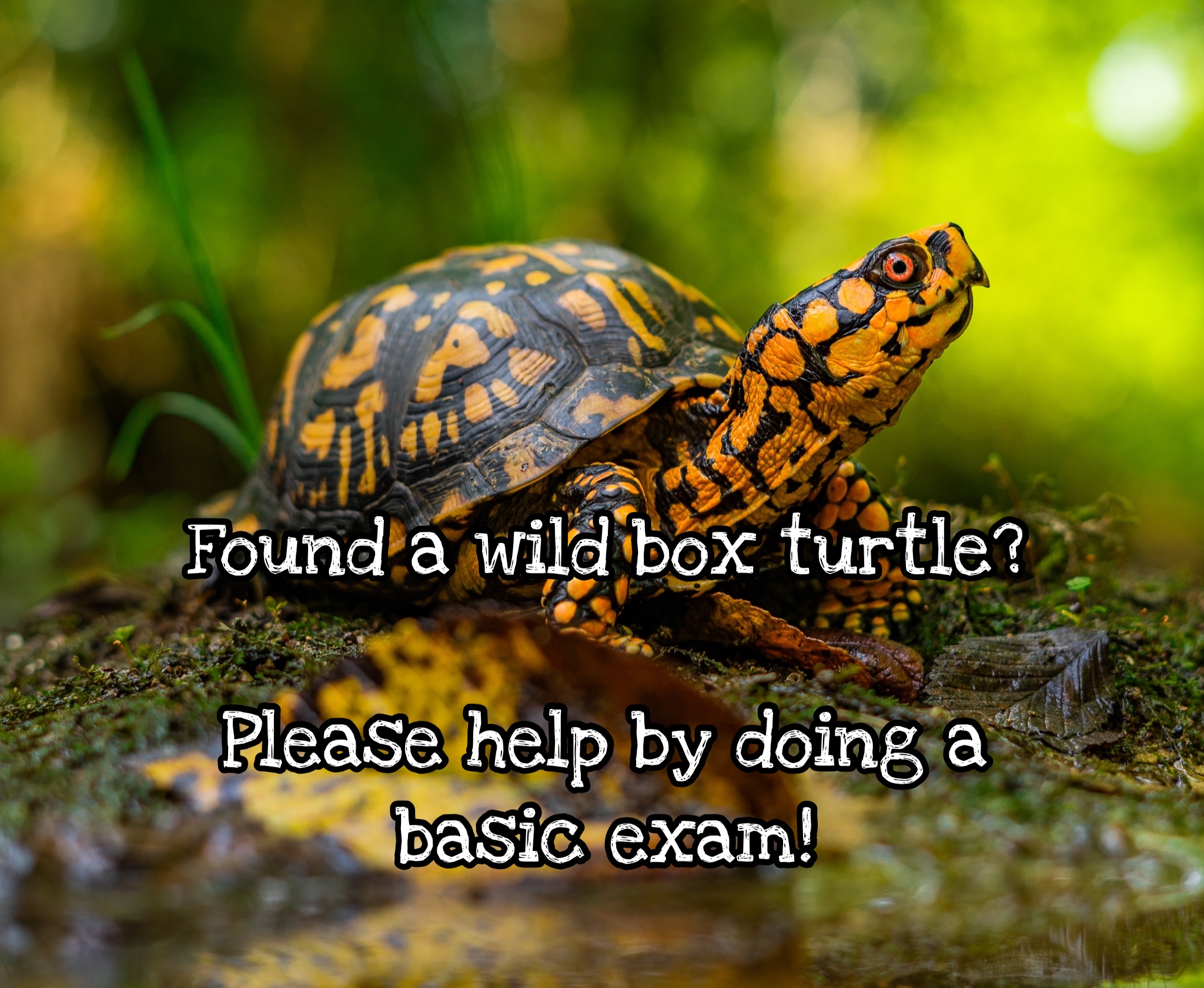 How to Examine a Box Turtle – For Fox Sake Wildlife Rescue
