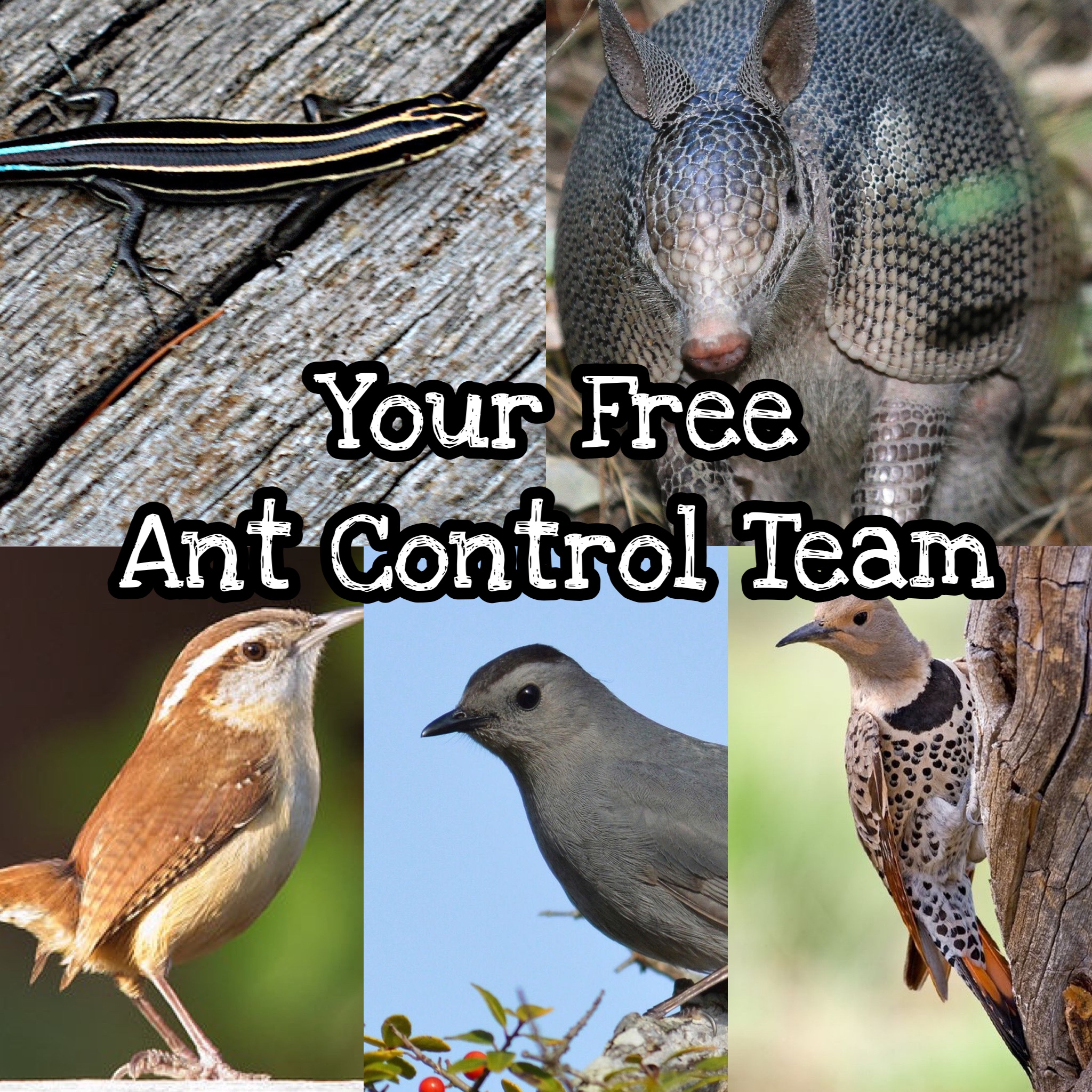 Nature’s Ant Control Crew – For Fox Sake Wildlife Rescue